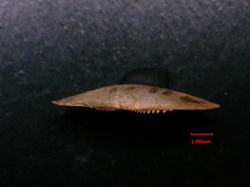 Media type: image;   Malacology 154834 Description: hinge view of single valve;  Aspect: hinge